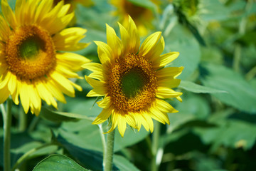 Obraz premium 長野県の畑に群生するひまわり