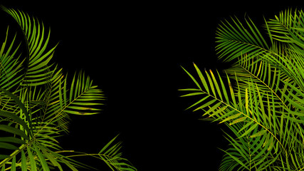 Fototapeta na wymiar Tropical palm plant leaf on black background. Nature summer illustration. 3D render