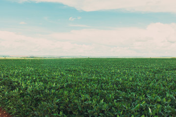Fototapeta na wymiar Large soy plantation farm in a sunny cloudy day