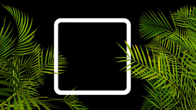 Tropical palm plant leaf on black background. Nature summer illustration. 3D render