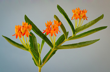 Butterfly weed (Asclepias tuberosa) growing in wildflower garden. Flowers attract many nectaring...