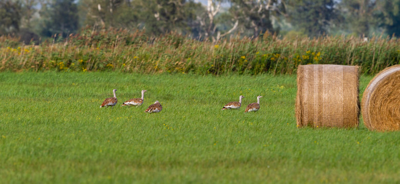 Eine Gruppe m&auml;nnlicher Gro&szlig;trappen in der Wiese.