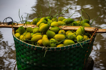 Green Spiny Gorud vegetable in a basket collected from mountain.