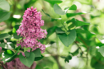 Branch of blossoming lilac in a spring garden.