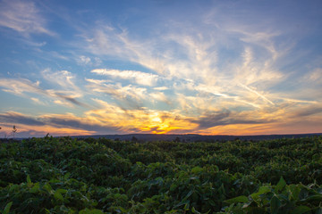 
landscape of soybean field at sunset