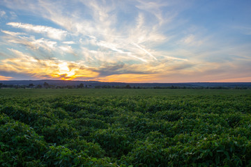 
landscape of soybean field at sunset