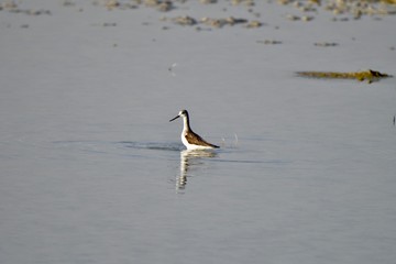 middle eastern birds