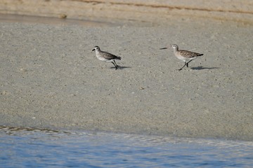 middle eastern birds