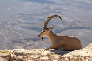 Single Nubian ibex lying on a rock against the background of the Ramon Crater mountains. Israel