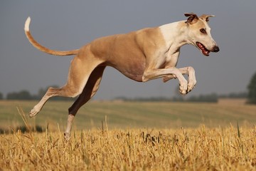 Obraz na płótnie Canvas beautiful brown galgo ist running on a stubble field