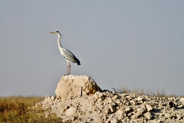 middle eastern birds