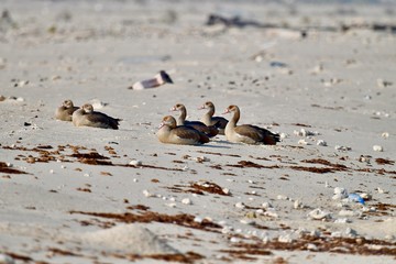 middle eastern birds