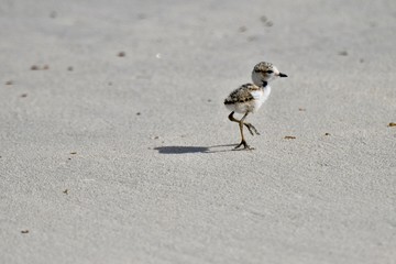 middle eastern birds