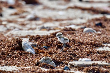 middle eastern birds