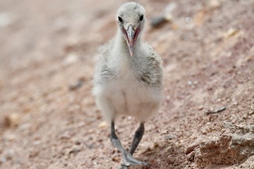 Obraz premium middle eastern birds