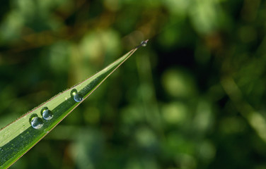 Fresh grass on field with dew drops
