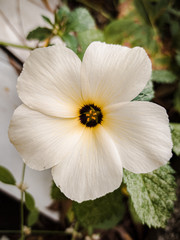 Fototapeta na wymiar beautiful white flower in the morning