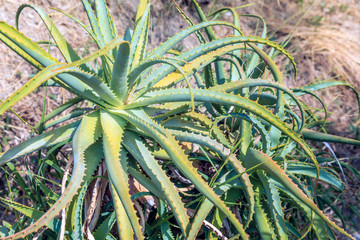 Aloe Vera plants, colors and ambiance of a Mediterranean garden in Sanremo, Liguria, Italy