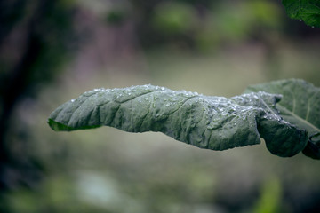 Cabbage Leaf, Organic Plant Nutri