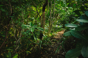 Natural closeup tropical rainforest agains shallow depth of field for background and environment concept