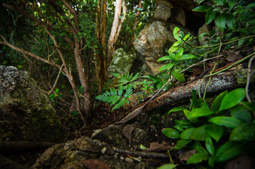 Natural closeup tropical rainforest agains shallow depth of field for background and environment concept