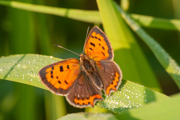 motyl czerwończyk żarek