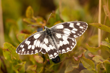 motyl polowiec szachownica z jagodą