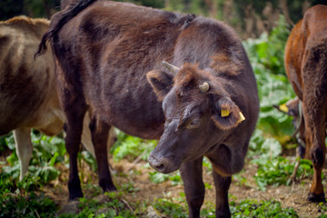 Fototapeta premium Cows, Cows Grazing on the Plateau