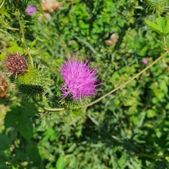 purple thistle flower
