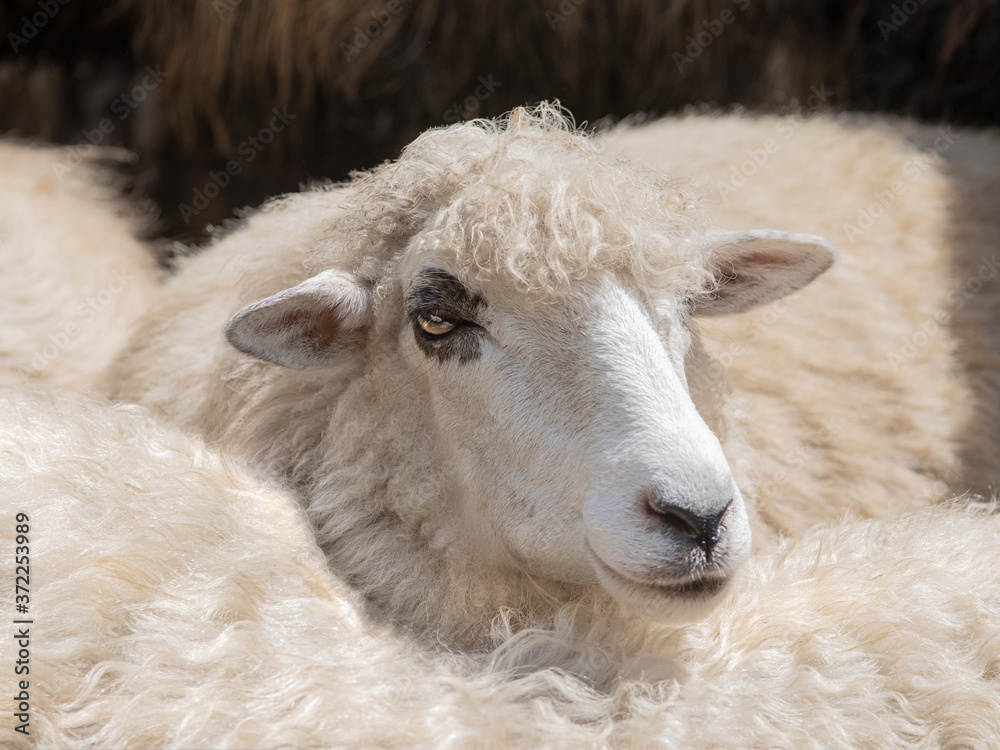 Canvas Prints White sheep among the sheep at the farm.