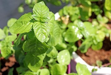 Organic herb Peppermint ( Mentha ) on a sunlight.