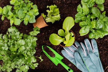 Woman planting young seedlings of lettuce salad in the vegetable garden