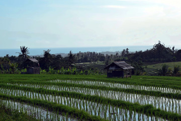 Fototapeta na wymiar background of a paddy rice in Bali