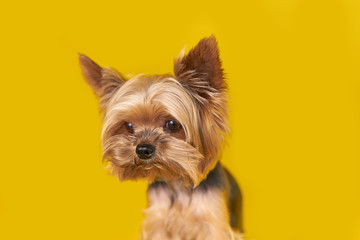 Yorkshire terrier dog on yellow background          