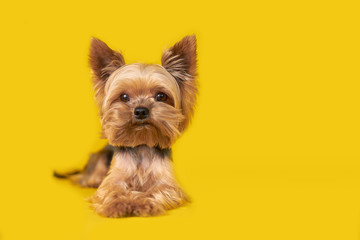 Yorkshire terrier dog on yellow background          