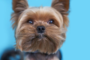 Yorkshire terrier dog on blue background