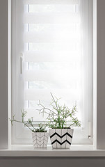 Two flower pots with geometric patterns with rhipsalis plants planted in them stand on windowsill with roller blind
