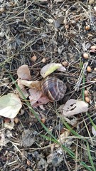 snail on the grass