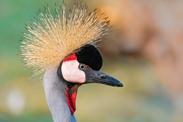 Kronenkranich (Balearica pavonina)