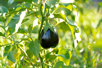 Eggplant in the garden. Fresh organic eggplant eggplant. Purple eggplant growing in soil.
