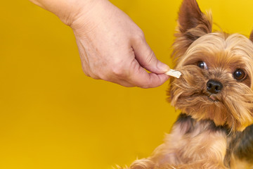 Yorkshire terrier dog eating a treat on a yellow background