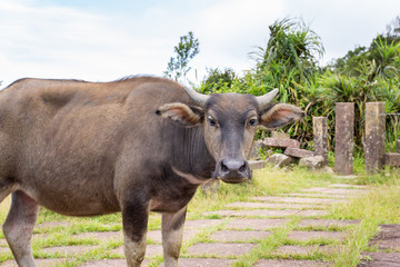 Beautiful Taiwan water buffalo walking on a stone stair steps in grassland, prairie in Taoyuan Valley, Caoling Mountain Trail over Mt. Wankengtou.
