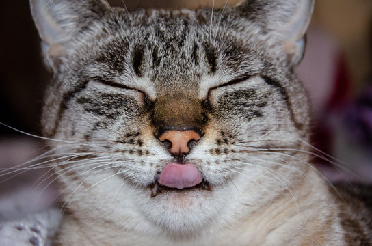close up on grey tabby cat face with tongue out