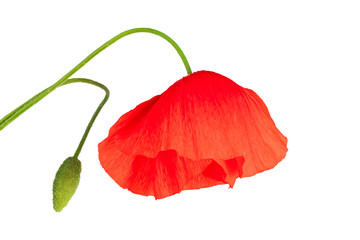 red poppy flower isolated on white background