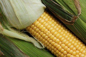 Fresh seasonal corn with leaves close up