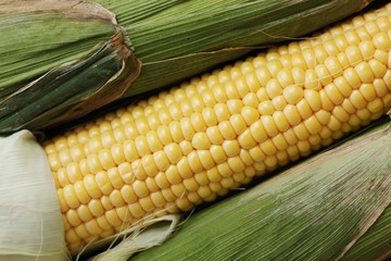 Fresh seasonal corn with leaves close up