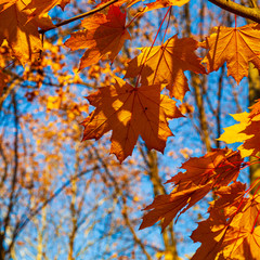 Bright yellow lmaple leaves in the sunlight.