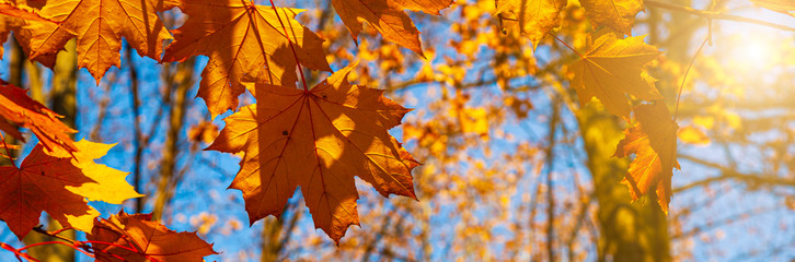 Bright yellow lmaple leaves in the sunlight.
