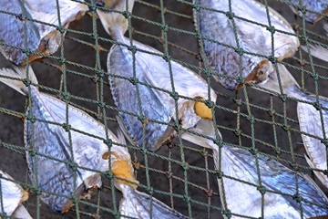 Dried fish laying on the net.