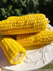 Boiled corn on a white plate macro